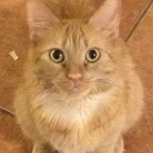 Meet your Posher, Wendy